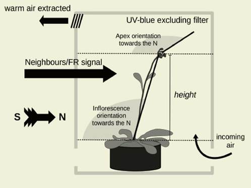 Diagram of the
experimental set up and the variables measured, showing an Arabidopsis thaliana plant
viewed from the side, the orientation of the apex and the whole inflorescence
towards the north (i.e. deviation angle from the neighbours
or the far red signal, indicated by the gray semicircles) and the height,
measured from the rosette base to the apex of the inflorescence