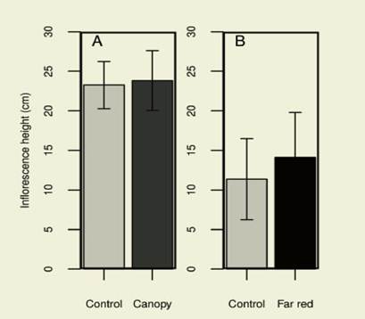 Mean height of inflorescence stems of Arabidopsis plants exposed to unilateral low
R:FR conditions generated by the presence of a natural
canopy (A) or an artificial far red light source (B) compared to their
respective control treatments. Bars indicate standard error of 8 and 14 replicates
(A and B respectively). Mann-Whitney test showed no significant differences
between low R:FR treatments and the corresponding
control