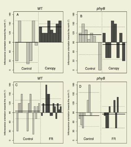 Inflorescence orientation of WT and phyB mutant plants placed at
the north of a grass column (Canopy) or in an isolated site (Control) (A and
B). Inflorescence orientation of WT and phyB mutant plants placed at
the north of the far red light source turned on (FR) or of (Control) (C and D).
In y axis, 90°
represents a vertically oriented stem, while 180° and 0° are north- and
south-oriented stems respectively. Each bar represent the orientation of one
individual to show the data distribution (absent bars are plants which
orientation was exactly 90°). Broad black horizontal lines are the median, and
dashed lines are the 95% confidence interval (c.i.).
A 95% c.i. excluding the value 90° is indicative of a
putative lateral shade avoidance response, according to one-sample Wilcoxon
tests