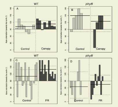 Apex orientation of WT and phyB mutant plants placed at
the north of a grass column (Canopy) or in an isolated site (Control) (A and
B). Apex orientation of WT and phyB mutant plants placed at the north
of the far red light source turned on (FR) or of (Control) (C and D). All
graphical parameters are the same as in Figure 4