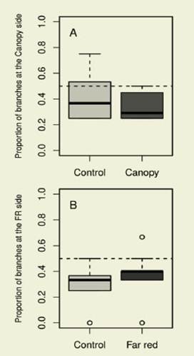 Lateral distribution of branches developed at both sides of the
inflorescence stem of WT plants. A. Proportion of branches developed at the
side facing to the canopy in WT plants, and at the equivalent side in isolated
plants used as control. B. Proportion of branches developed at the side facing
the far red light source and the equivalent side, facing the turned-OFF light
source. For each box the broad line in the middle represents the median, upper
and lower box limits are the first and third quantiles
of the data distribution respectively, the error bars indicate the observations
within 1.5 times the distance between the median and the quantiles
and the circles represent extreme cases. A Chi-squared test showed no
statistical differences between treatments