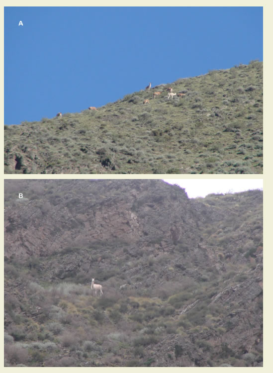 Guanaco leuc&iacute;stico
adulto hallado en el &aacute;rea protegida. A: registrado en un grupo de solteros
(Foto: F. Videla), B: registrado como individuo solitario (Foto: S. Puig)