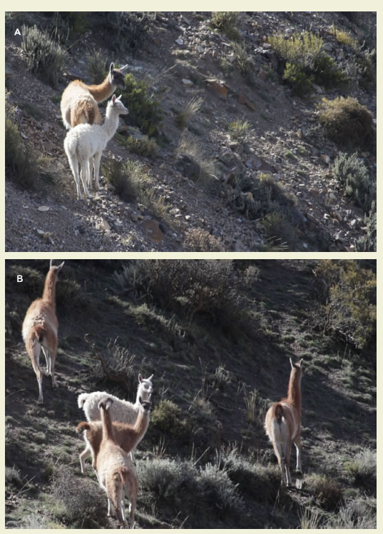 Cr&iacute;a albina de guanaco hallada en el
&aacute;rea protegida. A: siguiendo a su madre. B: interactuando con otras cr&iacute;as del
grupo familiar (Fotos: M. P&eacute;rez)