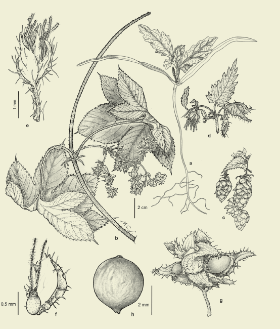  Humulus scandens. a: planta de semilla, b:
planta adulta, c: inflorescencia femenina, d, e: flor masculina, f: ovario y
br&aacute;ctea, g: infrutescencia, h: aquenio