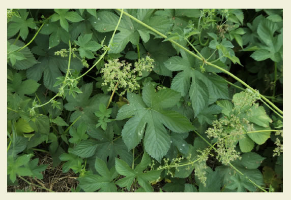 H. scandens
dominando la vegetaci&oacute;n nativa riparia