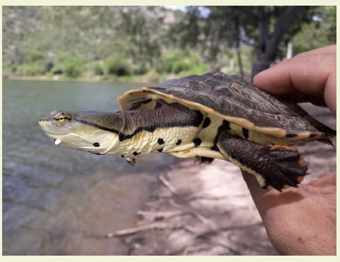 Ejemplar juvenil de Phrynops hilarii (LHC= 220 mm) capturado en el embalse San Agustn, Valle Frtil, San Juan, Argentina. Foto: Jos Marinero.