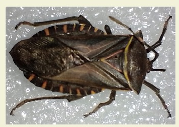 Pachylis argentinus adulto