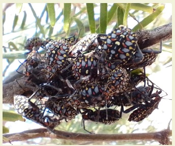 Ninfas en rama de Prosopis flexuosa