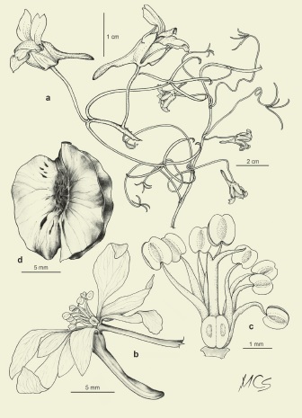 Tropaeolum porifolium (Cav.) Anderson & Anderson. a: planta, b: c�liz con espol�n, c: detalle de flor, d: fruto