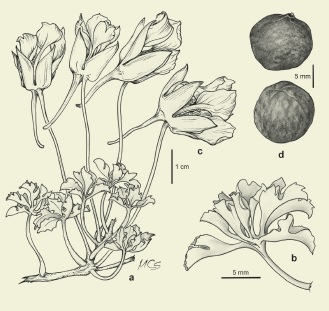 Tropaeolum incisum (Speg.) Sparre. a: planta, b: hoja, c: c�liz con espol�n, d: fruto.