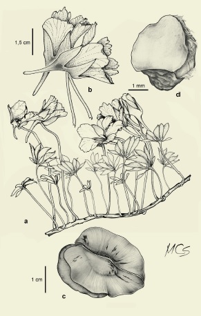 Tropaeolum leptophyllum G. Don. a: planta, b: c�liz con espol�n, c: fruto, d: semilla.