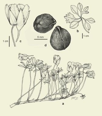 Tropaeolum polyphyllum Cav. a: planta, b: hoja, c: c�liz con espol�n, d: fruto.