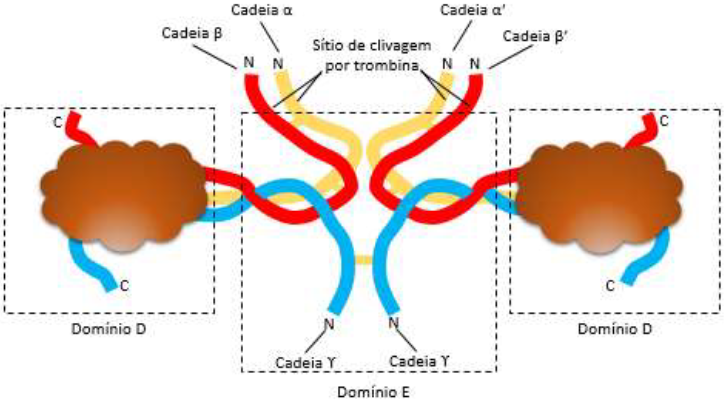 Estrutura do Fibrinog&ecirc;nio.