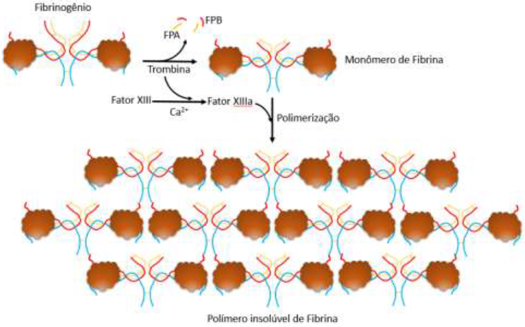 Polimeriza&ccedil;&atilde;o e forma&ccedil;&atilde;o do pol&iacute;mero insol&uacute;vel de fibrina.