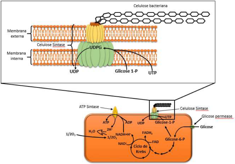 Representa&ccedil;&atilde;o esquem&aacute;tica da s&iacute;ntese da CB.