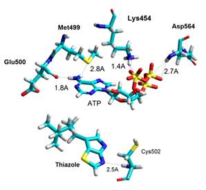 Hydrogen bonds performed by the inhibitors and the ATP molecule after
ONIOM optimization.