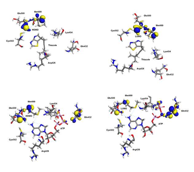  Molecular Orbitals HOMO and LUMO obtained from ab-initio
calculations of the ligands (ATP, Sulfonamide and Thiazole) in the binding
site.