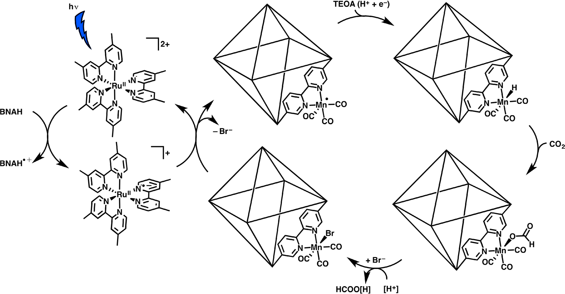 Suggested mechanism for the formation of formate from the
photocatalytic reaction with UiO-67-Mn(bpy)(CO)3Br96.