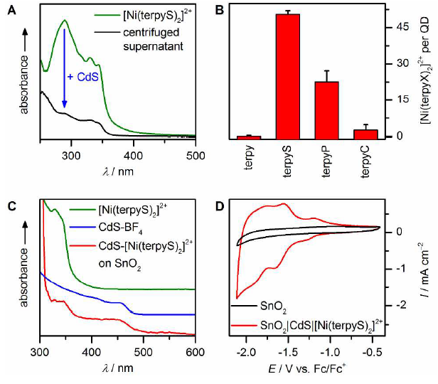 Hybrid photocatalyst assembly
from CdS QDs and [Ni(terpyX)2]2+. A) Difference in UV-vis
absorption of a [Ni(terpyS)2]2+ solution before and after
stirring with CdS QDs; B) Adsorption efficiency of different [Ni(terpyX)2]2+
complexes; C) UV-vis spectra of CdS-[Ni(terpyS)2]2+ hybrid
photocatalyst immobilized on a mesoporous SnO2 electrode and
comparison with CdS-BF4 and [Ni(terpyS)2]2+ in solution
(spectra scaled and stacked for clarity); D) Cyclic voltammetry of
CdS-[Ni(terpyS)2]2+ photocatalyst immobilized on a SnO2
electrode172.