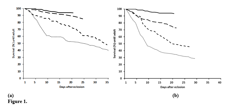 Survival curves of immature Spodoptera frugiperda (larvae, prepupae, and pupae) from larvae reared on artificial diet spiked with dichloromethane extract E1 (a) and E2 (b). Continuous line control (without extract); dashed line (large dashes) extract at 0.25 mg mL-1; dashed line (short dashes) extract at 1.00 mg mL-1 and dotted line extract at 2.50 mg mL-1. Note that the curves stopped at the percentage of adults emerged (Log Rank test, χ 2 = 110-118, df =3, p < 0.001) see Table 2.