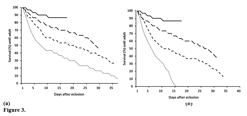 Survival curves of immature Spodoptera frugiperda (larvae, prepupae, and pupae) from larvae reared on artificial diet spiked with Compounds 1 (a) and 2 (b). Continuous line control (without extract); dashed line (large dashes) 0.25 mg mL-1; dashed line (short dashes) 1.00 mg mL-1 and dotted line 2.50 mg mL-1. Note that the curves stopped at the percentage of adults emerged (Log Rank test, χ 2 =38-51, df =3, p < 0.001) see Tab. 3.