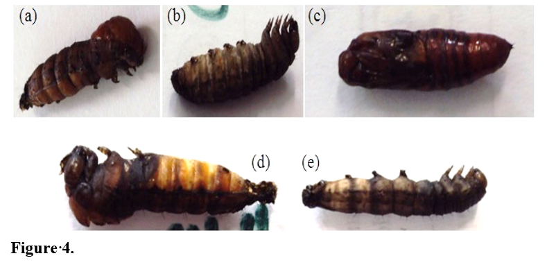 Abnormalities found in S. frugiperda larval stage when fed with artificial diet spiked with Compound 2 (a, b & c) and with Compound 1 (d & e).