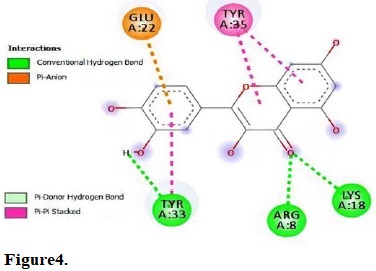 Molecular interactions of quercetin with the residue in the gouge of Escherichia coli (IGRX).