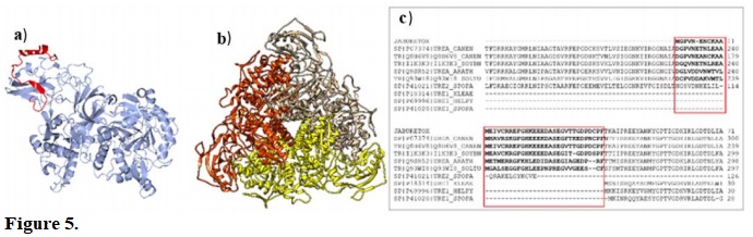 GmaxUrease as structure models and homologs alignment. (a) Ribbon model (blue) of the modeled structure of GmaxUrease. The red segment represents the peptide homolog to jaburetox. (b) Ribbon representation of the biological unity (trimer). (c) Alignment of plant urease sequences: Jaburetox, Canavalia ensiformis (P07374), Canavalia ensiformis JBURE-II (Q8H6V8), Glycine max, this work (I1K3K3), Arabidopsis thaliana (Q9SR52), Solanum tuberosum (Q93WI8). Microorganisms ureases: Sporosarcina pasteurii (P41021), Klebsiella aerogenes, alpha subunit (P18314), Helicobacter pylori, beta subunit (P69996) and Sporosarcina pasteurii, alpha subunit (P41020). The jaburetox peptide present in plant ureases, but absent in bacterial ureases, is highlighted by a red rectangle.