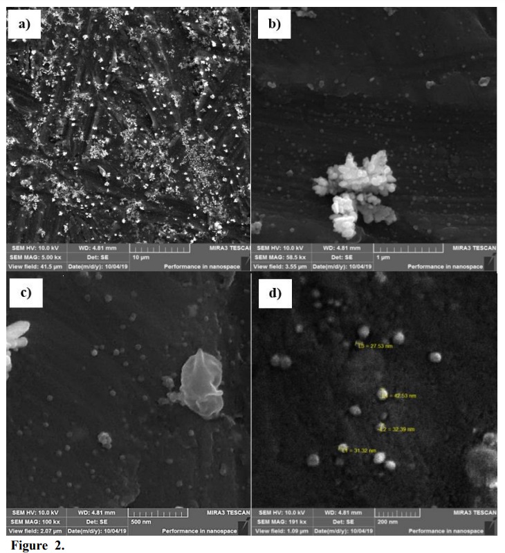 FEG-MEV Images obtained by analysis of AgNPs-MI with different magnifications (a) 5,00 kx; (b) 58,5 kx; (c) 100 kx, and (d) 191 kx.