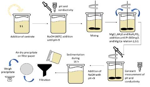 Experimental procedure for struvite precipitation