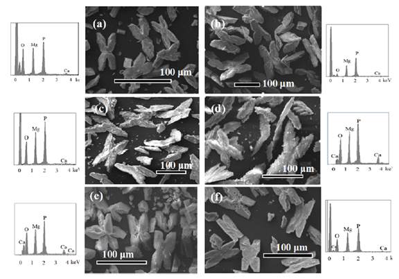 SEM images and EDS analysis of struvite crystals obtained working with different stirring speed: (a) 0 rpm, (b)100 rpm, (c) 200 rpm, (d) 300 rpm, (e) 400 rpm and (f) 500 rpm