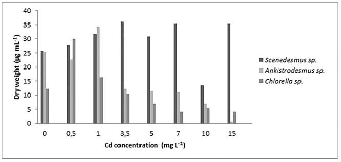 Total dry weight for the three strains of microalgae after 12 days of culture