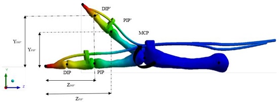 Free-body analysis of the index finger model during a partial rotation in the YZ plane
