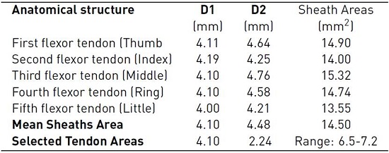 Dimensions of diagonals and CSA of the tendon sheaths