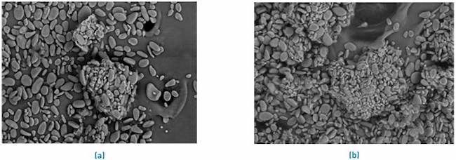 SEM microphotographs of residual plantain biomass (a) before and (b) after Ni adsorption (II)