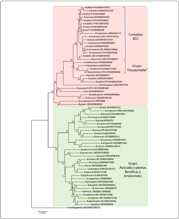 
&Aacute;rbol filogen&eacute;tico del g&eacute;nero Burkholderia.
Adaptado de: Su&aacute;rez-Moreno, Z.R. et al. (2012)
12

.
