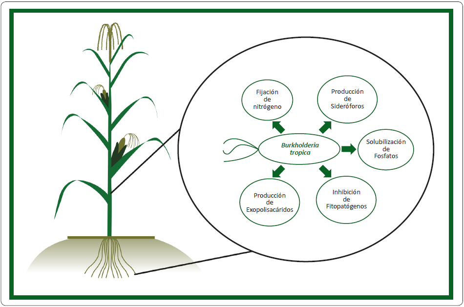 
Efectos ben&eacute;ficos de Burkholderia tropica sobre el suelo y las plantas.
