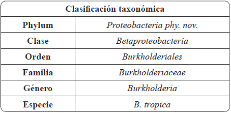 
Clasificaci&oacute;n taxon&oacute;mica del
g&eacute;nero Burkholderia, citado de acuerdo al
manual de Bergey
25

. 

 
