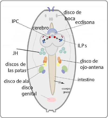 
Esquema de un embri&oacute;n de D.
melanogaster mostrando la localizaci&oacute;n del cerebro, el intestino y los
discos imagales. Se muestra la localizaci&oacute;n de las c&eacute;lulas secretoras de p&eacute;ptidos parecidos a la insulina (IPC), que secretan los Ilp, as&iacute;
como algunas de las influencias hormonales que tendr&aacute;n las IPC en su
vida larvaria (la ecdisona y la hormona juvenil, JH). Un
flecha negra muestra la salida del intestino y la incorporaci&oacute;n de
nutrientes hacia la hemolinfa. Es una vista dorsal con la parte
posterior hacia abajo.
