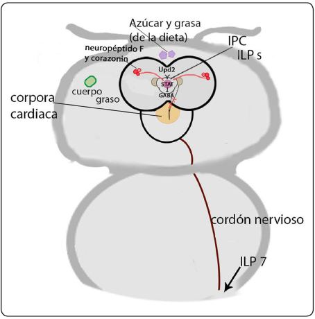 
Esquema de la cabeza de un
adulto de D. melanogaster mostrando el cerebro, con algunas de las influencias
que tienen las IPC. Se ven a las neuronas que secretan GABA, y que
responden a Upd2 secretado por el cuerpo graso. La recepci&oacute;n de Upd2
inhibe a estas neuronas, que normalmente inhiben a las IPC. Tambi&eacute;n se
muestran las terminaciones que secretan el neurop&eacute;ptido F y la corazonin de neuronas que est&aacute;n en el ganglio subesof&aacute;gico, y que regulan a
las IPC. Se muestra como un hilo caf&eacute; el cord&oacute;n ganglionar ventral,
algunas de cuyas neuronas secretan Ilp. Vista dorsal con anterior hacia
arriba. 

 