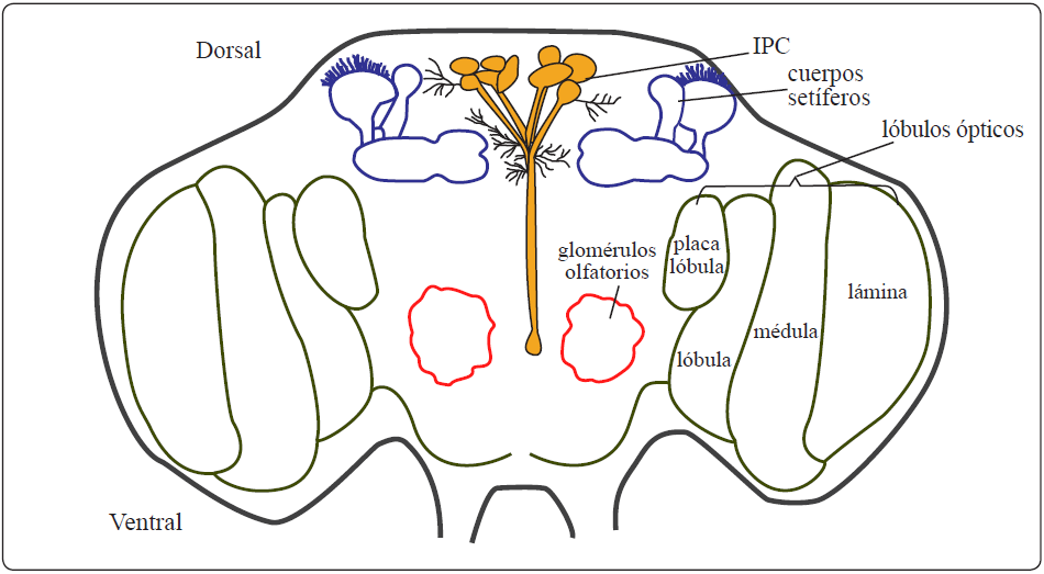 
Localizaci&oacute;n de las c&eacute;lulas
secretoras de los Ilp en el cerebro adulto de la mosca de la fruta. El
esquema muestra la localizaci&oacute;n aproximada de estos dos grupos de c&eacute;lulas (un
grupo consiste de aproximadamente quince c&eacute;lulas en la parte medio-dorsal de
cada hemisferio cerebral) en relaci&oacute;n con los cuerpos set&iacute;feros, los l&oacute;bulos
&oacute;pticos y los glom&eacute;rulos olfatorios. El esquema no est&aacute; a escala. Modificado de
Nassel, D.R. et al.

18


