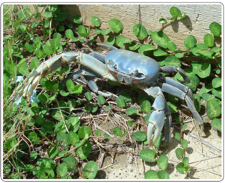 Cangrejo azul (Cardisoma guanhumi)
(Imagen tomada de http://conabio.inaturalist.org/taxa/54952- Cardisoma-guanhumi)[11].
