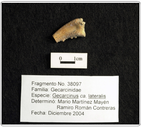 Imagen de una de las quelas
de cangrejo rojo (Gecarcinus lateralis), elemento 38097. Fotograf�a Rafael Reyes.