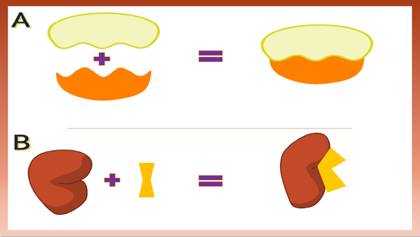 Schematic representation of two main approaches for molecular
							docking: A) rigid body and B) induced fit.