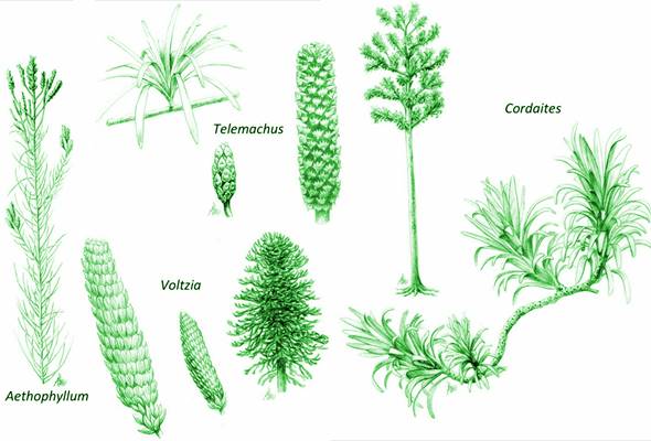 Las angiospermas son el grupo que desde el Cretácico ha dominado el paisaje. Sus pétalos y sépalos, al igual que sus frutos añadieron color a la biosfera, además tuvieron la peculiaridad de ofrecer aromas y sabores a los animales. Modificado de Taylor, Taylor & Krings (2009) y http://www.michaelwachtler.com/en/biographie-michael-wachtler.asp