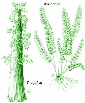 Conforme recorremos el tiempo hacia el Reciente las plantas se parecen más a las actuales, géneros actuales son cada vez más frecuentes a partir del Paleoceno y las especies a partir del Mioceno, pero la forma de asociarse para formar comunidades varía. Modificado de Taylor, Taylor & Krings (2009) y http://www.michaelwachtler.com/en/biographie-michael-wachtler.asp