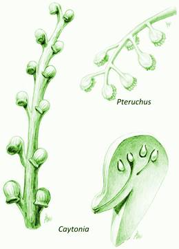 Varios grupos de gimnospermas intentaron encerrar a los óvulos, semejando el gineceo de las angiospermas, pero sólo un grupo (por reconocer) lo logró exitosamente y dio paso a las plantas con flor. Modificado de Taylor, Taylor & Krings (2009) y http://www.michaelwachtler.com/en/biographie-michael-wachtler.asp