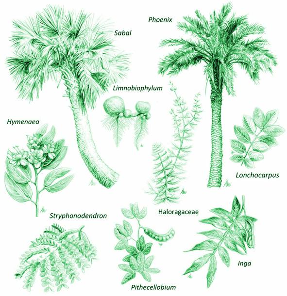 Plantas del Devónico inferior, Rhynia, Horneophyton y Steganotheca, y algunos descendientes, Equisetites, Isoestites, y Lepacylotes. Modificado de Taylor, Taylor & Krings (2009) y http://www.michaelwachtler.com/en/biographie-michael-wachtler.asp