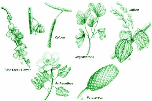 Plantas del Paleozoico superior (Devónico-Pérmico), llegan a ser árboles con hojas y sin raíces verdaderas, como sus ancestros del Devónico tienen embrión unipolar y cambium unifacial. Modificado de Taylor, Taylor & Krings (2009) y http://www.michaelwachtler.com/en/biographie-michael-wachtler.asp