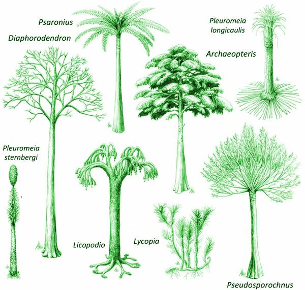 Las gimnospermas fueron variadas, diversas e importantes desde el Carbonífero. Sus órganos vegetativos son semejantes a los de las coníferas actuales, pero sus órganos reproductores eran distintos e igual el proceso de captura del grano de polen, traslado a la cámara polínica y fecundación. Modificado de Taylor, Taylor & Krings (2009) y http://www.michaelwachtler.com/en/biographie-michael-wachtler.asp